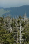 smokies4.JPG