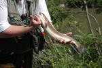 fishclose.JPG