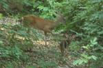 bambi.jpg