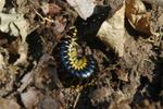 caterpillar.jpg