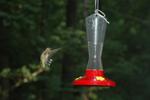 Our Hummingbirds
