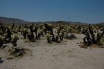 Desert