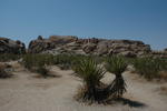 DSC_1225.JPG