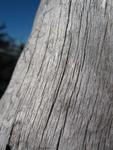Yeahh, my new cam has a super macro :-)