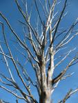 Lex should have watered this tree. Ou, probably he had last year.