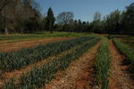 Big fields full of good organic vegetables
