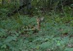 DSC_2284b.jpg