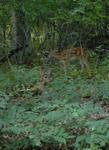 DSC_2287b.jpg