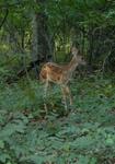 Bambi!