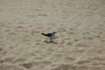 DSC_2422.JPG