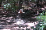 DSC_2463.JPG