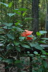 DSC_2478.JPG