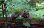 squirrel_001.jpg