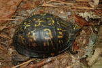 turtle1.jpg