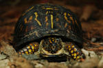 turtle2.jpg