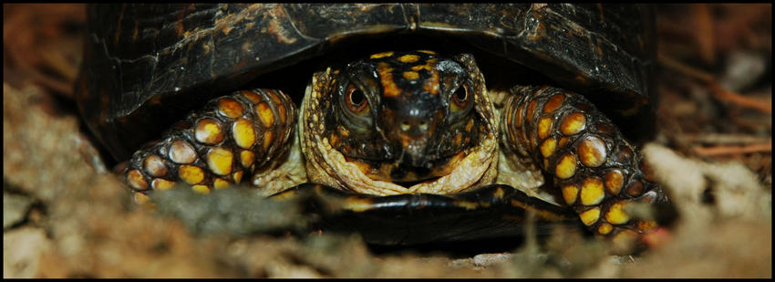 turtle2small.jpg turtle2small.jpg