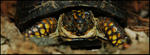 turtle2small.jpg