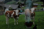 Adelboden Spring 08