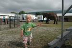 Circus in town